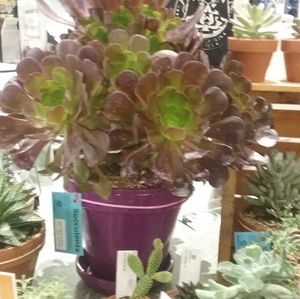 Meet your Posher, Sandy